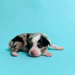 Billy - Blue merle male Australian Shepherd puppy in Placerville, California from BFF Aussies