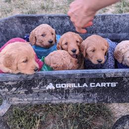Goldendoodle Puppies from Lu Doodles