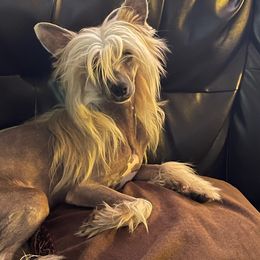 Heaven - Chinese Crested