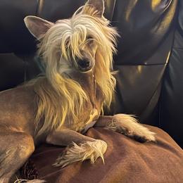 Heaven - Chinese Crested