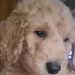 Poodle Puppies from Polly Wally Doodles and Poodles