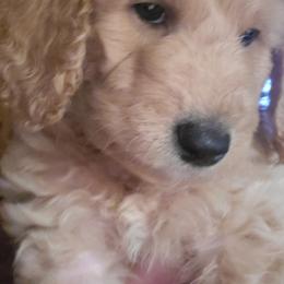 Poodle Puppies from Polly Wally Doodles and Poodles