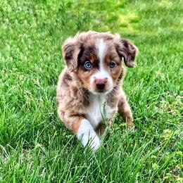 Miniature Australian Shepherd Puppies from AG Aussies