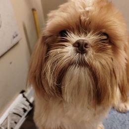 Wookie - Shih Tzu