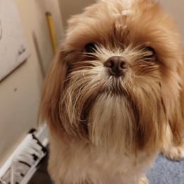 Wookie - Shih Tzu