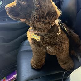 Rocky - Cocker Spaniel