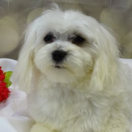 Beacon - Maltipoo