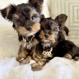 Yorkshire Terrier puppies from Kimora’s Kreation’s Kennel