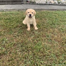 Labrador Retriever Puppies from Whiskey Mountain Labradors