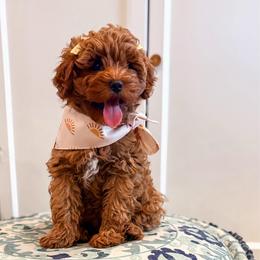 Jane - Red female Cockapoo puppy in Seymour, Missouri from Cherokee Creek Labradors and Doodles
