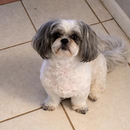 Montezuma - Shih Tzu
