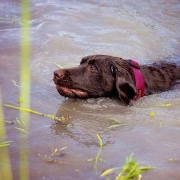 Double Doodle and Labrador Retriever All Grown Up from McCreary Highlander Labradors