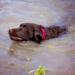 Double Doodle and Labrador Retriever All Grown Up from McCreary Highlander Labradors