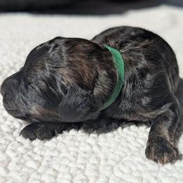 Green - Sable male Bernedoodle puppy in Connecticut from Valley View Doodles