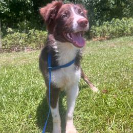 Roslyn - Red tri-color female Australian Shepherd puppy in Rose Hill, North Carolina from Motega Australian Shepherds