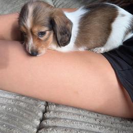 Shaded Red Piebald4000 girl - Piebald female Dachshund puppy in Fenton, Michigan from Always Darling Dachshunds