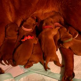 Christophe - Yellow male Labrador Retriever puppy in Carlsbad, New Mexico from ECMO Farm Dalmatians & Labrador Retrievers