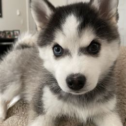 Pomsky Puppies from Guccio’s Pomsky’s and Stud Services