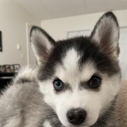 Pomsky Puppies from Guccio’s Pomsky’s and Stud Services