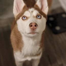 Siberian Huskies from Blue Ridge K9s