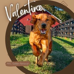 Valentine - Golden Retriever