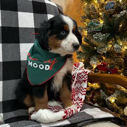 Boy 5 - Black tri Miniature Australian Shepherd puppy in Fontana, California from Quality Mini Aussies of SoCal