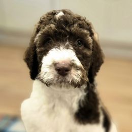 Goofy - Brown and white male Bernedoodle puppy in Mckenzie, Tennessee from Small Town Doodles & Poodles