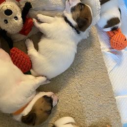 Golden Retriever and Jack Russell Terrier Puppies from Shelby Burleson's Golden Retrievers and Jack Russell Terriers