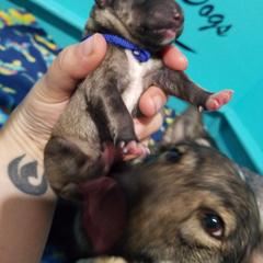 Swedish Vallhund Puppies from Windstorm dogs