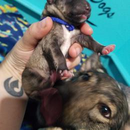 Swedish Vallhund Puppies from Windstorm dogs