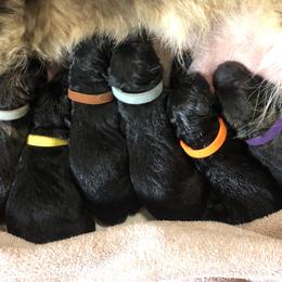 1st Pick female - Black female German Shepherd puppy in Elkmont, Alabama from Oakmont Shepherds