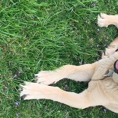 Abby - Anatolian Shepherd Dog puppy in Berkeley County, West Virginia from Reich Anatolians and Friends