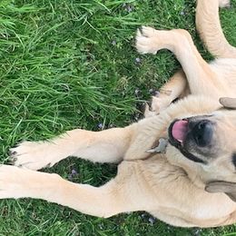Abby - Anatolian Shepherd Dog puppy in Berkeley County, West Virginia from Reich Anatolians and Friends