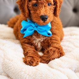 Bennett - Red  male Goldendoodle puppy in Norcross, Georgia from Teddy Puppies