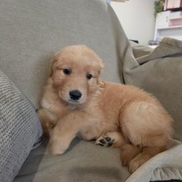 Girl 4 - Golden female Golden Retriever puppy in Greenbrier, Tennessee from Glambleberry Goldens