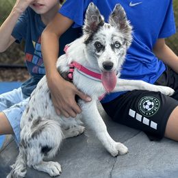 American Corgi, Border Collie, and Pembroke Welsh Corgi Puppies from Cowtown Corgis & Border Collies