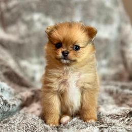 Vixey female - Red parti female Pomeranian puppy in Weatherford, Texas from COCO'S POMS AND FRENCHIES