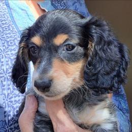 ZZ (AKC) - Piebald male Dachshund puppy in Bangs, Texas from Lickin'bach Miniature Dachshunds