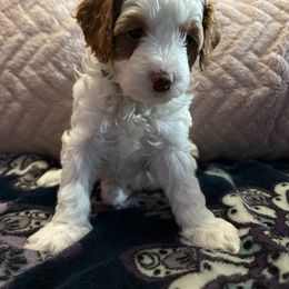 Clove - Red male Cavapoo puppy in Cedar City, Nevada from Puppy Maker
