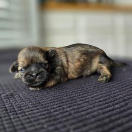Donnie - Red male Shih Tzu puppy in Lancaster, Ohio from Wandering Tzu