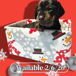 Black and Tan Girl 2 - Black and tan female Dachshund puppy in Newark, Ohio from Freyja’s Legacy Dachshunds