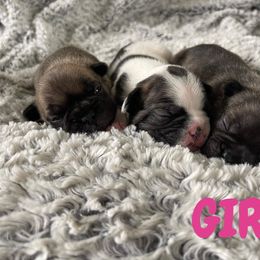 French Bulldog Puppies from Peek Frenchie Babies