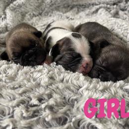 French Bulldog Puppies from Peek Frenchie Babies
