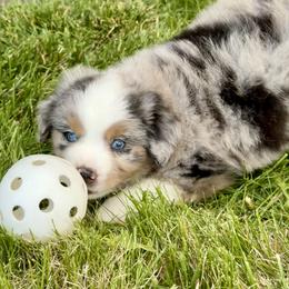 Boy 2 - male Miniature Australian Shepherd puppy in Molalla, Oregon from Yaw's Mini Aussies