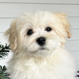 Cavapoos, Havanese, Havapoos, and Poodles from West Cobb Dogs