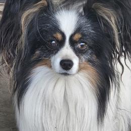 Companion Cross puppies from Papillon Love