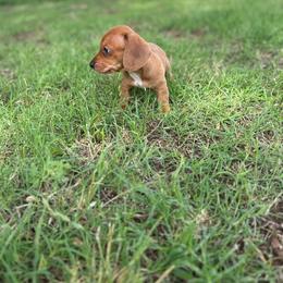 Joey - Red male Dachshund puppy in West Cleo, Oklahoma from 4L Doxies