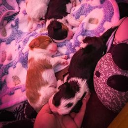 Cavalier King Charles Spaniel Puppies from Faybelle's Cavaliers
