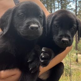 Labrador Retriever and Pembroke Welsh Corgi Puppies from Burress Family Farm and Kennels