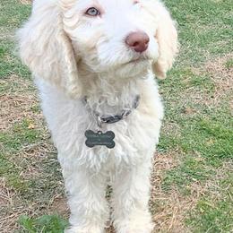 Lord Edmund Barkley Pupperton - Cream male Poodle puppy in Midlothian, Texas from Pristine Puppies & Signature Studs